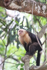 capuchin in Costa Rica
