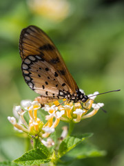 Butterfly Sucking Nectar