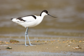 Pied Avocet