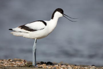 Pied Avocet
