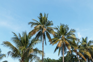 Leaves of coconut tree on sky background
