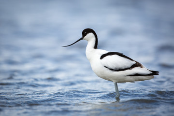 Pied Avocet