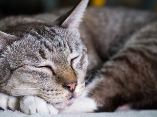 Tabby Cat Sleeping Peacefully