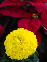 Yellow Flowers with Red leaves