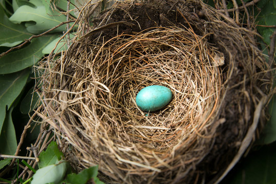 Nature image of robin's egg in nest