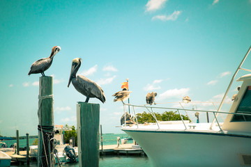Toned nautical scene with pelicans on wooden post at pier with boat in the background - Powered by Adobe