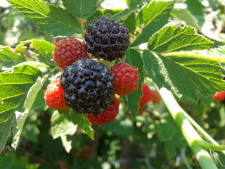 black, red raspberry on the branch - 131494760