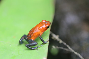 red frog