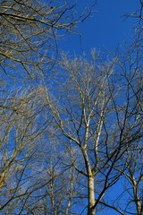 TREES IN THE PARC D'AVION, PAS DE CALAIS , HAUTS DE FRANCE , FRANCE , IN WINTER, DECEMBER 2016