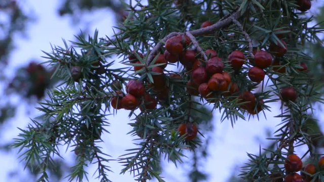 Juniper closeup with red berries. The sprig of juniper in the forest.