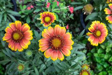 Orange dahlia flowers in the garden