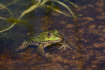 Frog sitting in water in pond with head over water