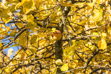 Old autumn apple tree in monastery garden, Russia
