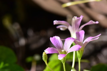 クローバーの花