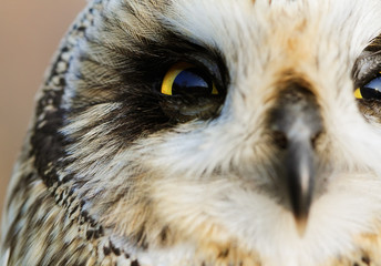 Obraz premium Short-eared Owl
