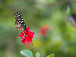 Obraz premium butterfly drink the flowers 's pollen