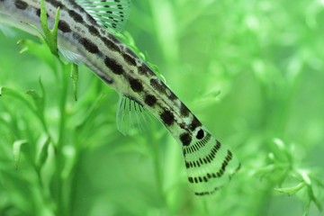 水中の淡水魚
