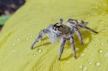 Beautiful spider perched on yellow flower 