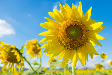 Beautiful landscape with sunflower field