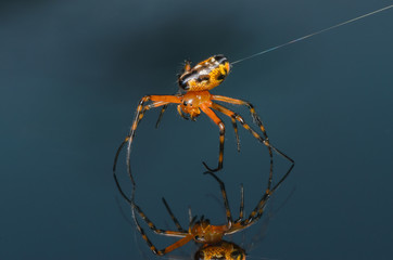 Beautiful spider perched on the floor.