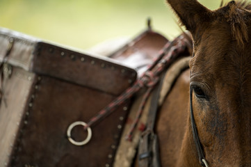Closeup saddle bag on horse