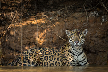 Jaguar resting in water looking - 131497500