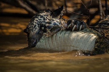 Jaguar killing caiman in water