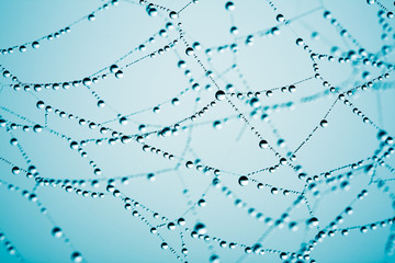 Spider Web