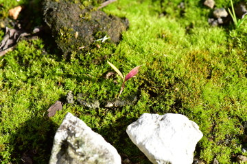 全面にコケと小さい葉っぱ