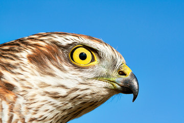 Sparrow-hawk