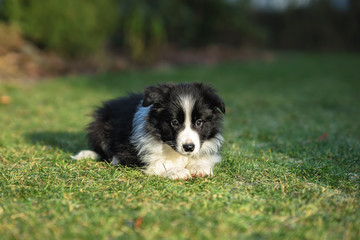 Border Collie Welpe