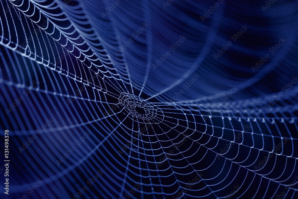 Wall mural spider web as concept of the internet