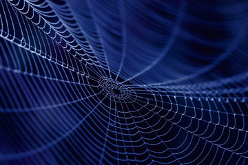 Spider Web as concept  of the Internet