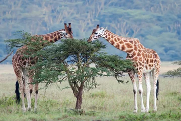 Papier Peint photo Girafe Deux girafes adultes dans la savane africaine
