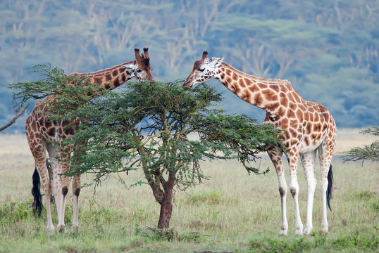 two adult giraffe in the African savannah