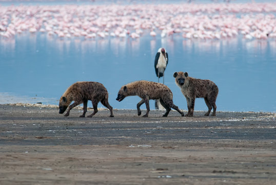 three sad hyena walking on lake shore after an unsuccessful hunt