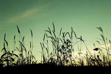 grass in sunset.
