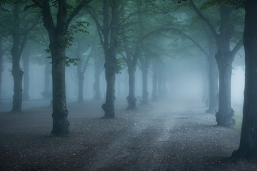 Misty morning parkway