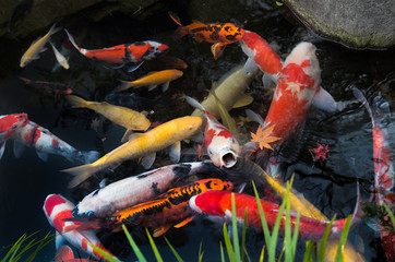 Nishiki koi of a water surface