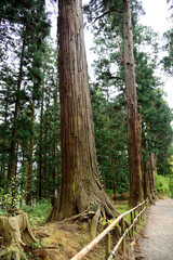 Trunks of pine trees