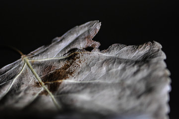 Withered autumn leaf macro