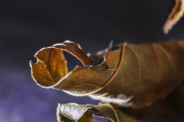 Withered autumn leaf macro