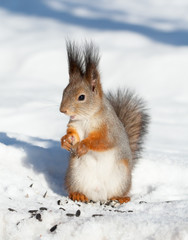 Naklejka na ściany i meble red squirrel in winter