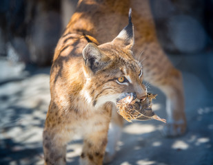 Lynx