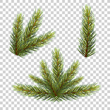 Spruce branch with cones. Vector illustration, isolated on transparent background. vector