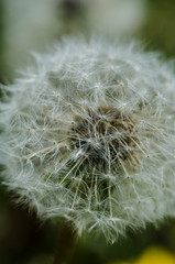 White fluffy dandelion close up