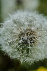 Foto op Canvas White fluffy dandelion close up © cypherlou