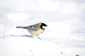 Fototapeta premium great tit