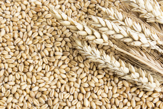 Wheat Grains and Wheat Ear