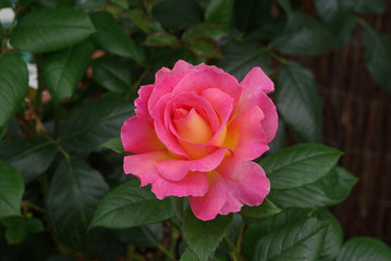 Rose à coeur jaune au jardin au printemps